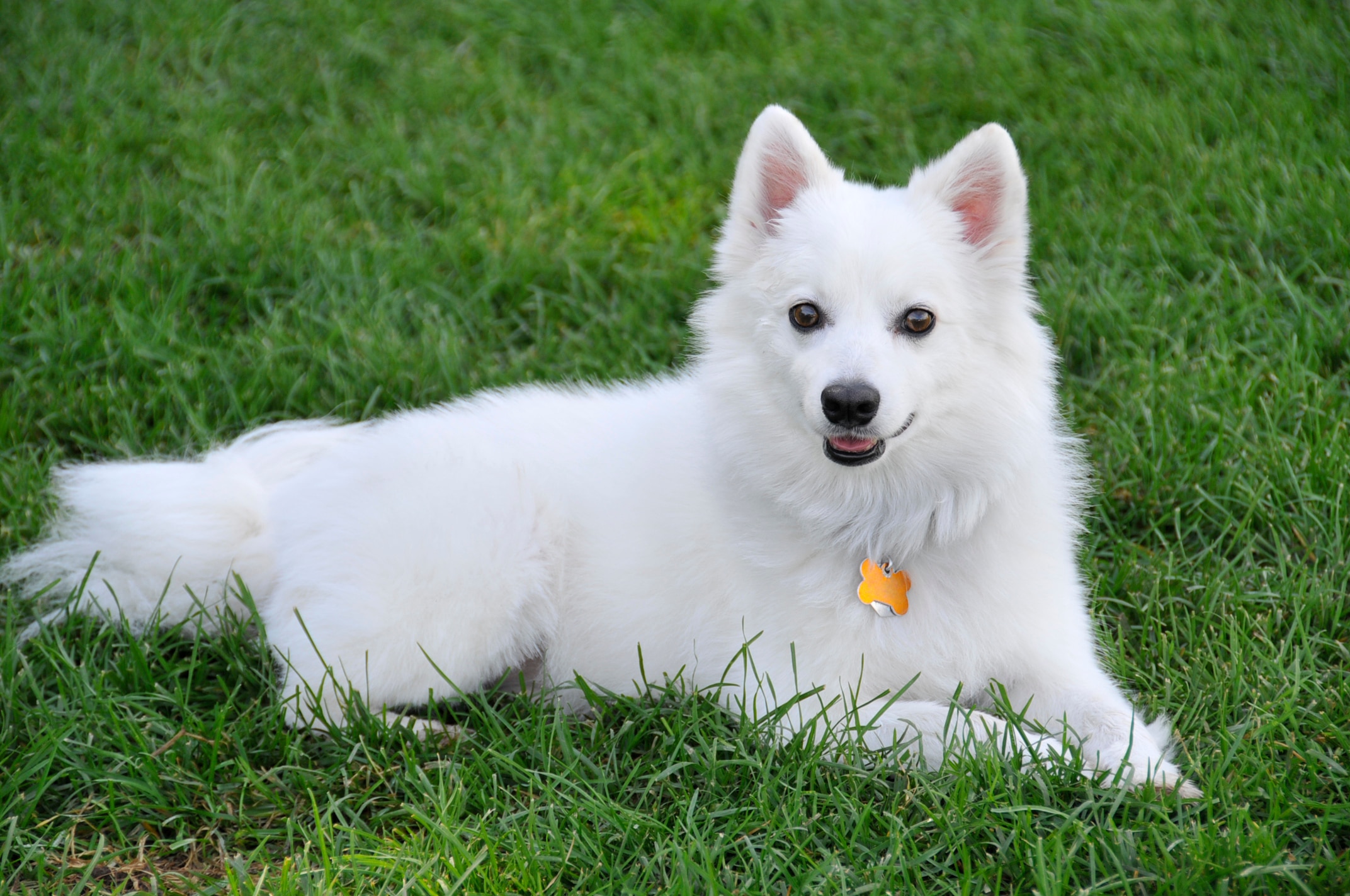 American fashion eskimo spitz puppies